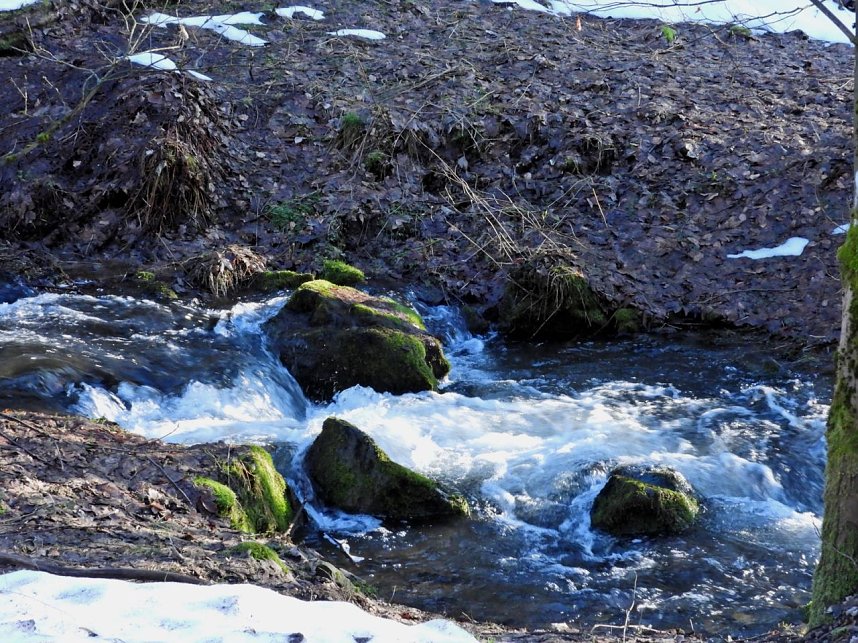 Peter Blei unterwegs im Birkenmoor