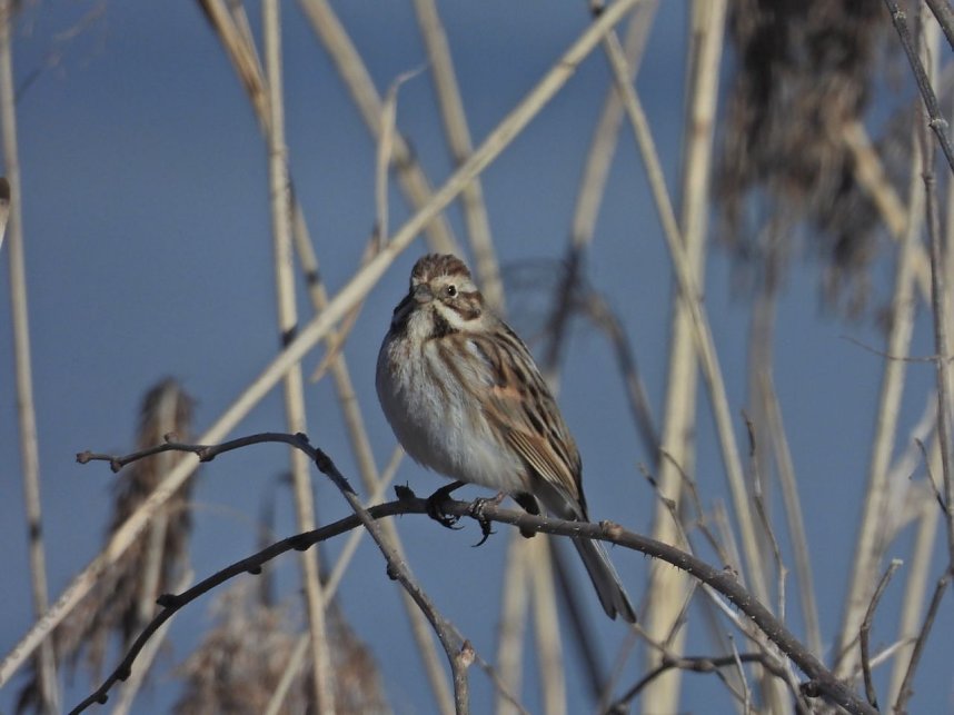 Peter Blei unterwegs am zugefrorenen Rostenteich