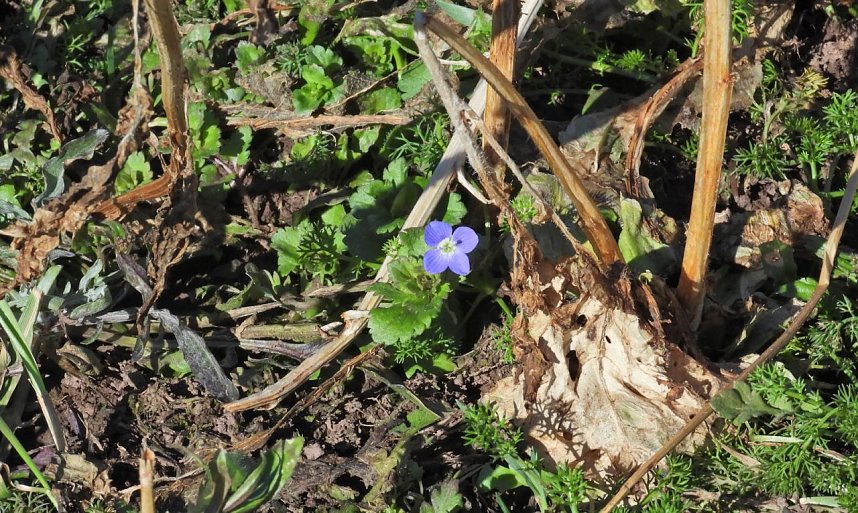Peter Blei unterwegs am zugefrorenen Rostenteich