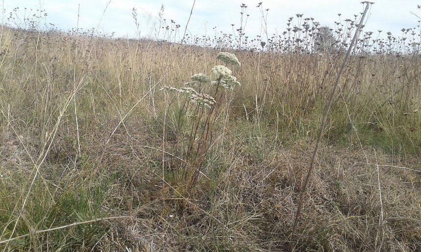 Pflanzen in der R&uuml;digsdorfer Schweiz