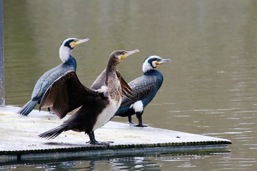 Kormorane in Nordhausen im Stadtpark 