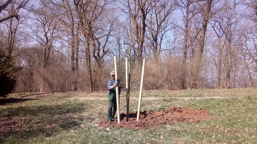 Pflanzaktion im Park Hohenrode durch die Gartenbaufirma August aus Ellrich.                                                                    