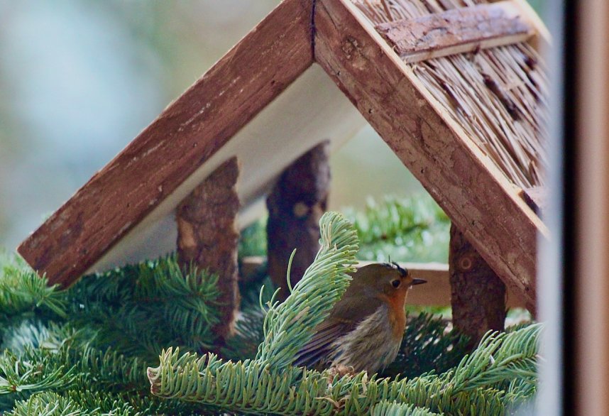 Rotkehlchen Vogel des Jahres 2021