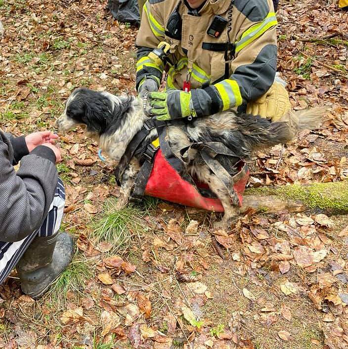 Die Retter der Bergwacht Ellrich konnten Cleo schlie&szlig;lich aus dem Erdfall befreien