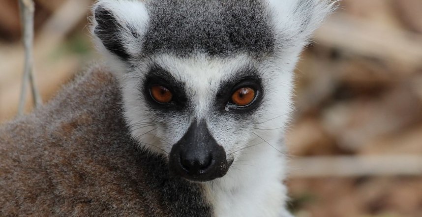 Besuch im Affenpark Strau&szlig;berg