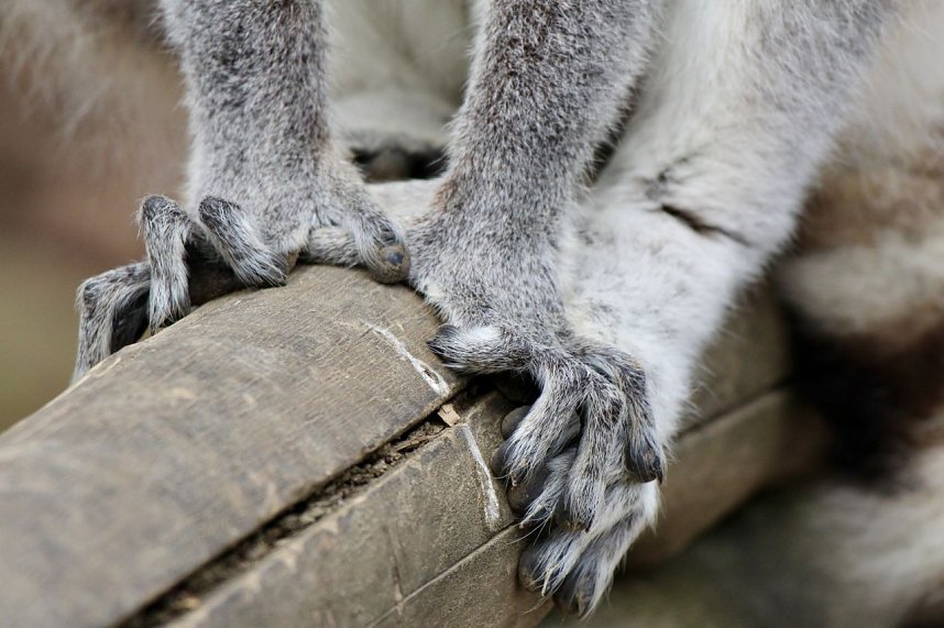 Besuch im Affenpark Strau&szlig;berg