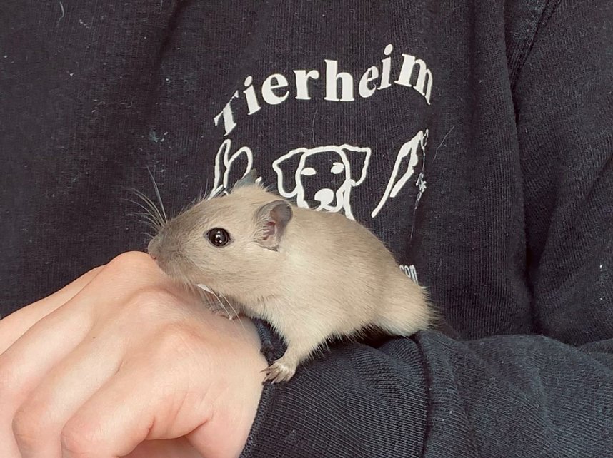 Chippetos im Tierheim