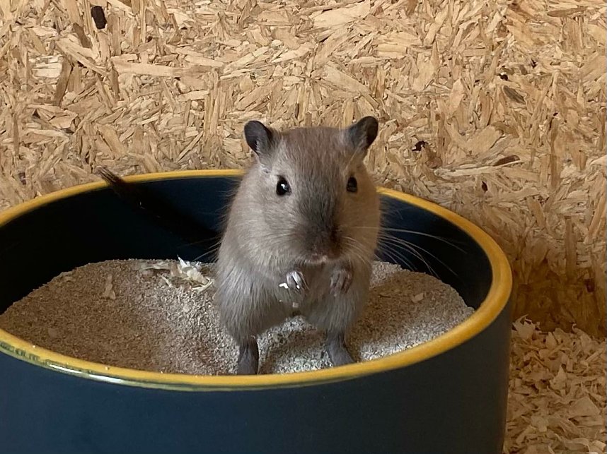 Chippetos im Tierheim