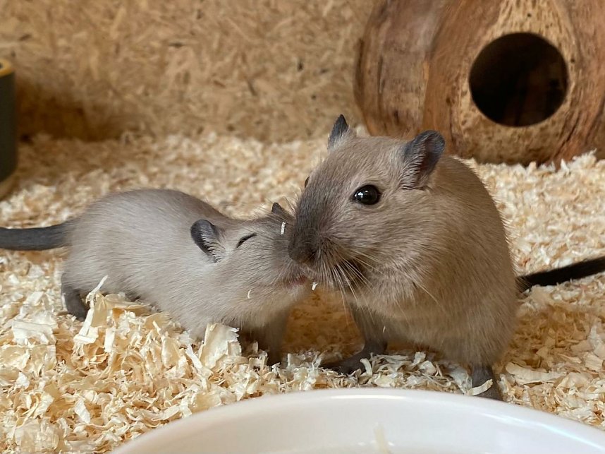 Chippetos im Tierheim