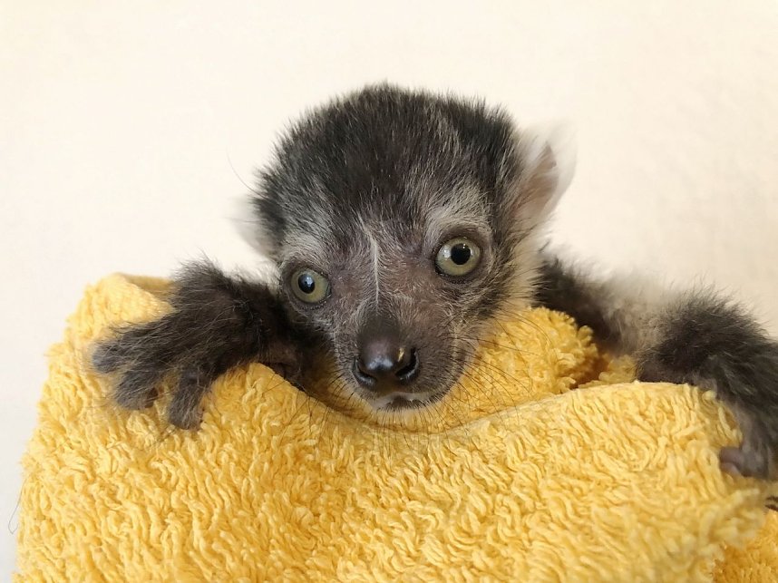 Lemuren-Baby Floyd musste ums &uuml;berleben k&auml;mpfen, schl&auml;gt sich aber wacker