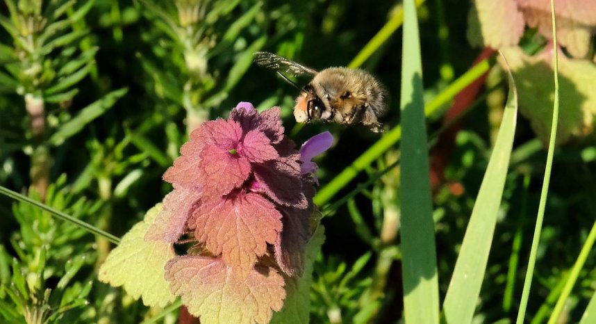 Summender Fr&uuml;hling 