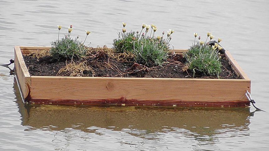 Schwimmende G&auml;rten 
