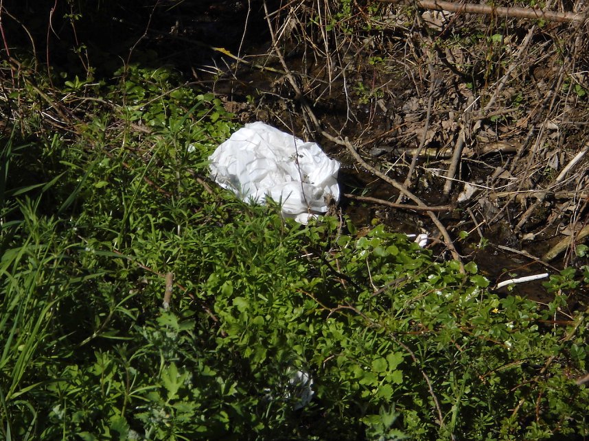 Borbachtungen zur Biodiversit&auml;t