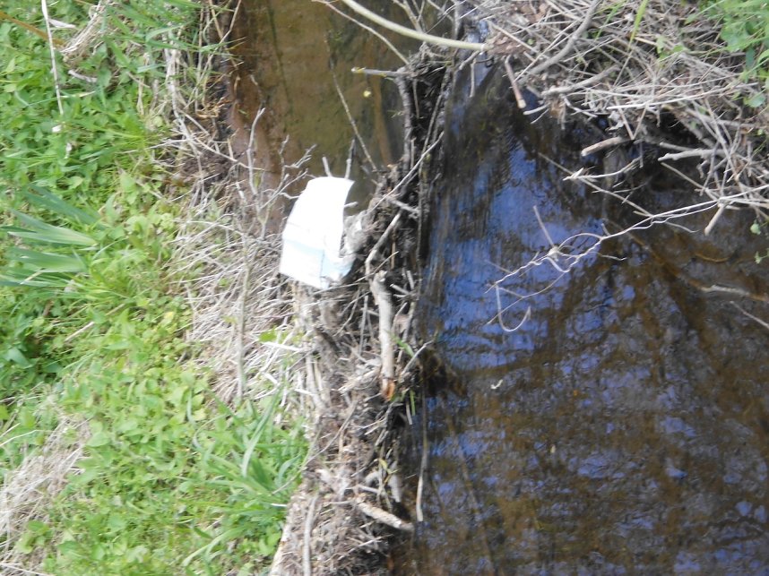 Borbachtungen zur Biodiversit&auml;t
