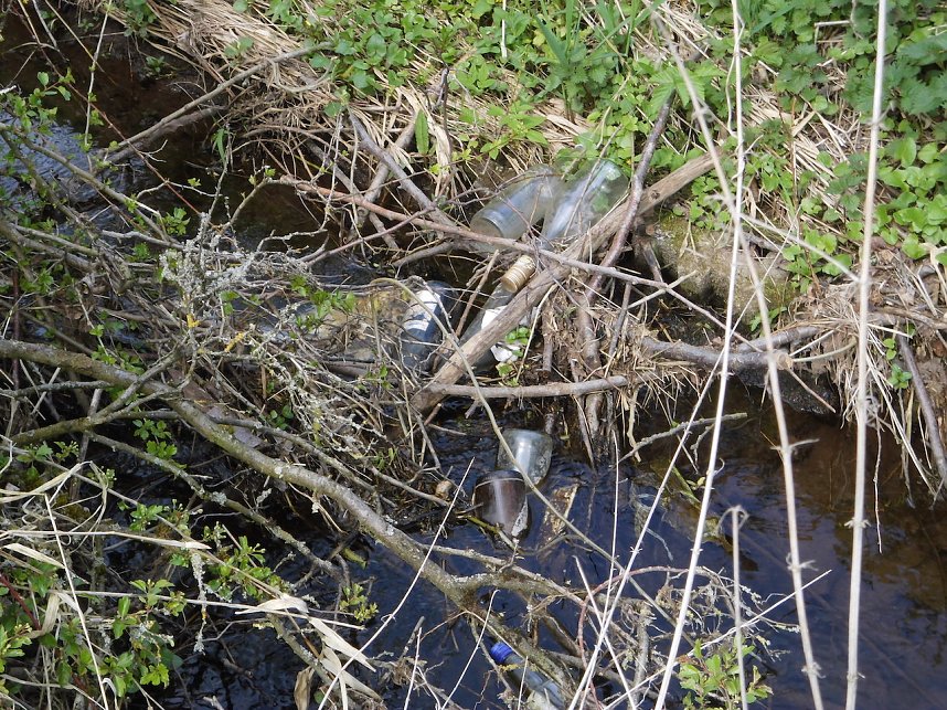 Borbachtungen zur Biodiversit&auml;t