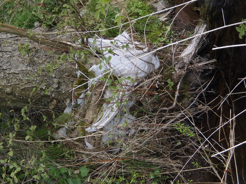 Borbachtungen zur Biodiversit&auml;t