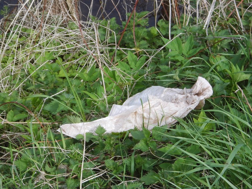 Borbachtungen zur Biodiversit&auml;t