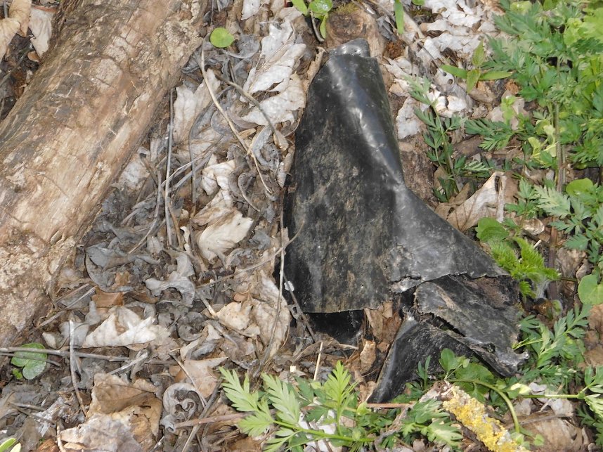 Borbachtungen zur Biodiversit&auml;t