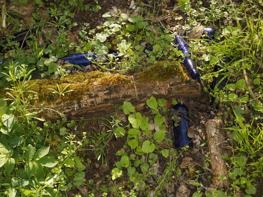 Borbachtungen zur Biodiversit&auml;t