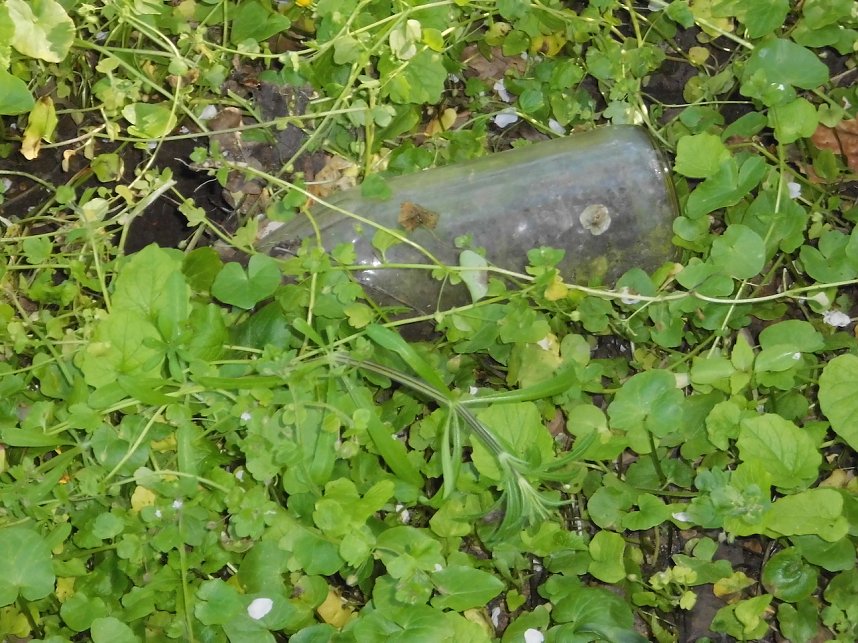 Borbachtungen zur Biodiversit&auml;t