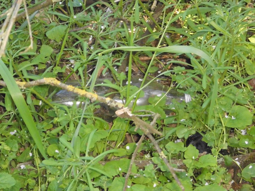 Borbachtungen zur Biodiversit&auml;t