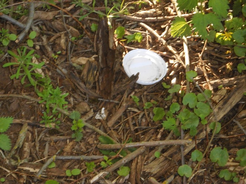 Borbachtungen zur Biodiversit&auml;t