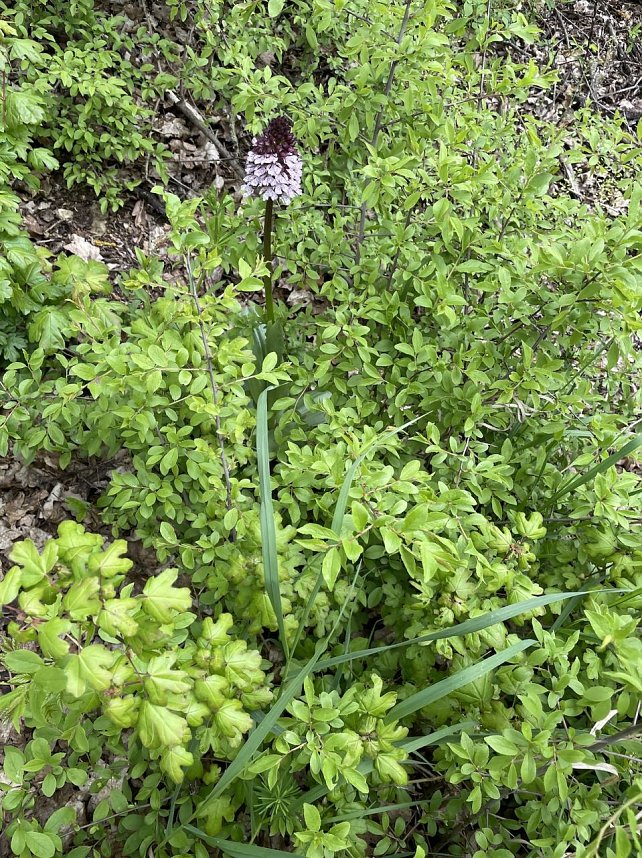 Wiese bei G&uuml;nserode im Kyffh&auml;userkreis