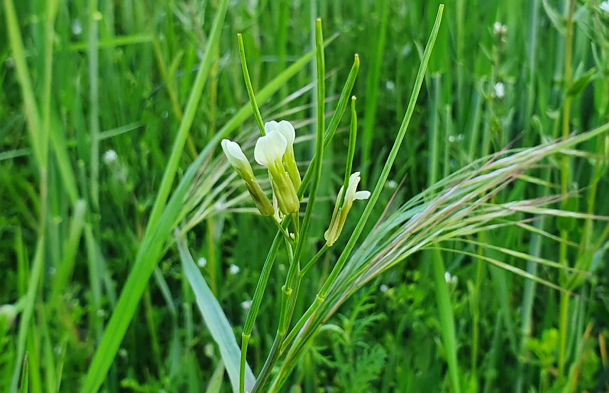 Seltene Funde am Ackerrand