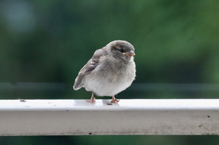 Junger Haussperling auf entdeckungstour