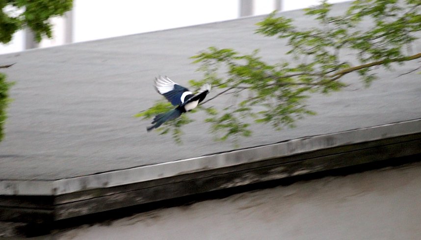 Wer ist hier der J&auml;ger?