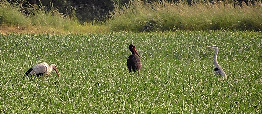 Tierische Schnappsch&uuml;sse rund um den Stausee Kelbra