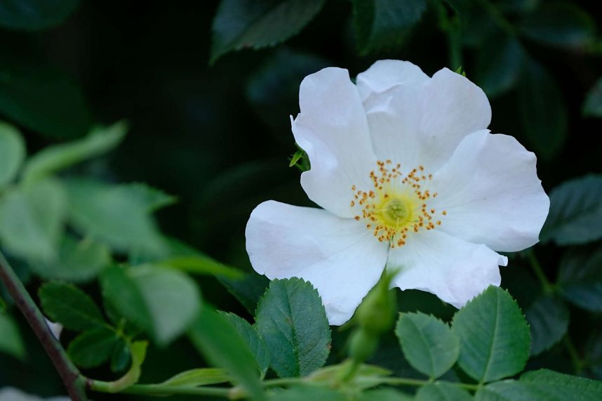 Peter Blei und die Wunder der Natur