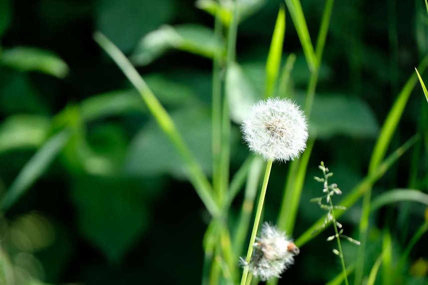 Peter Blei und die Wunder der Natur