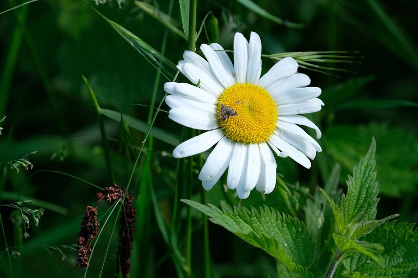 Peter Blei und die Wunder der Natur