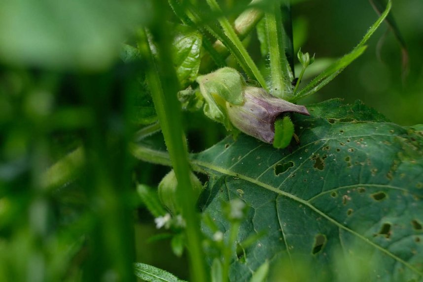 Peter Blei und die Wunder der Natur