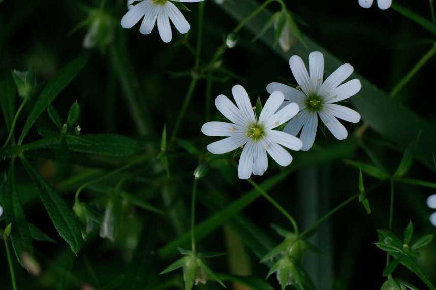 Peter Blei und die Wunder der Natur