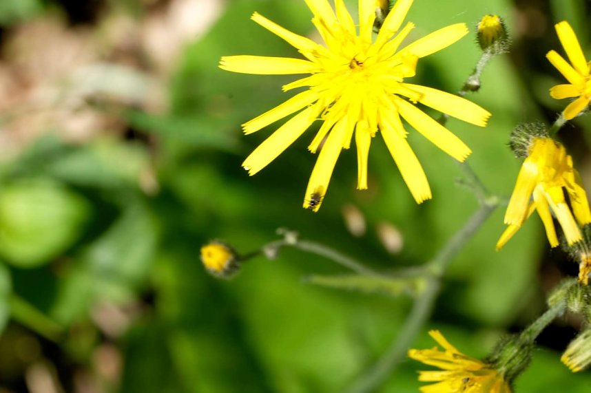 Peter Blei und die Wunder der Natur