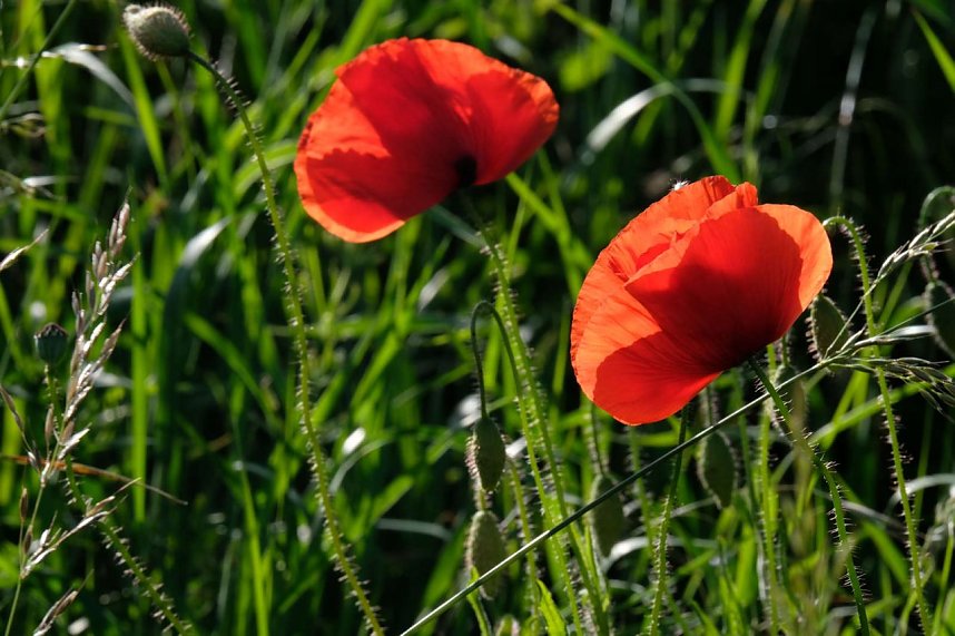 Peter Blei und die Wunder der Natur