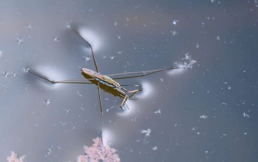 Peter Blei und die Wunder der Natur