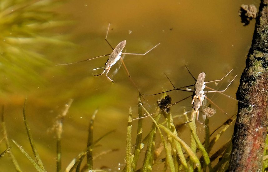 Peter Blei und die Wunder der Natur