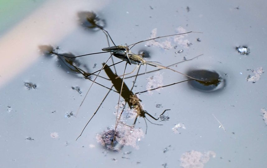 Peter Blei und die Wunder der Natur