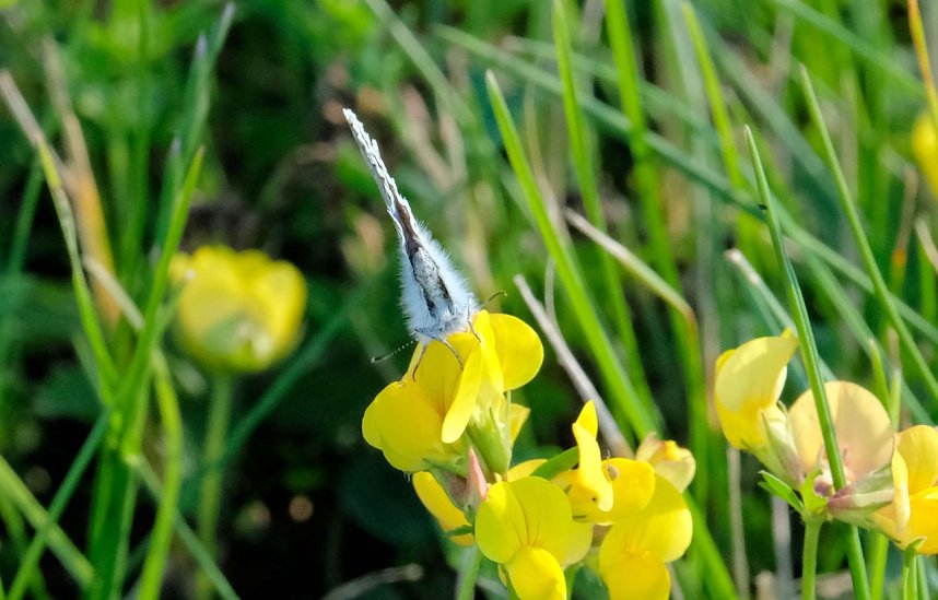 Peter Blei und die Wunder der Natur