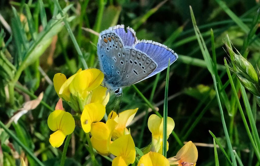 Peter Blei und die Wunder der Natur