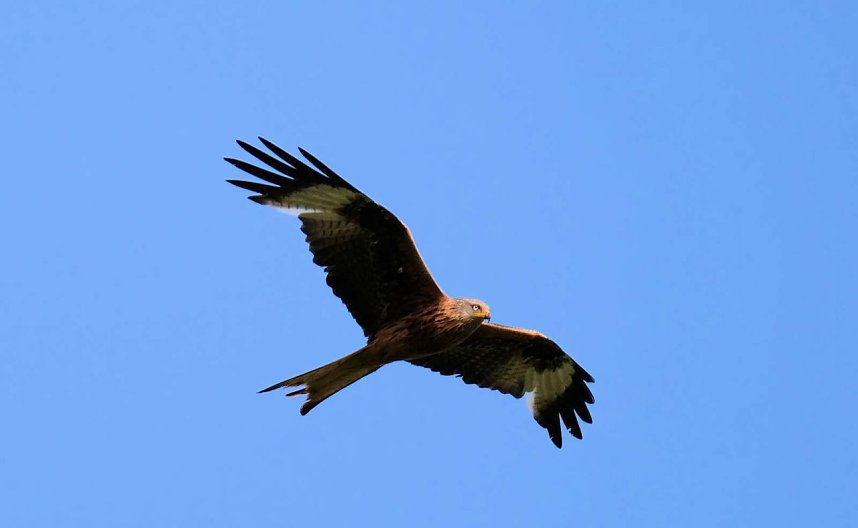 Peter Blei und die Wunder der Natur