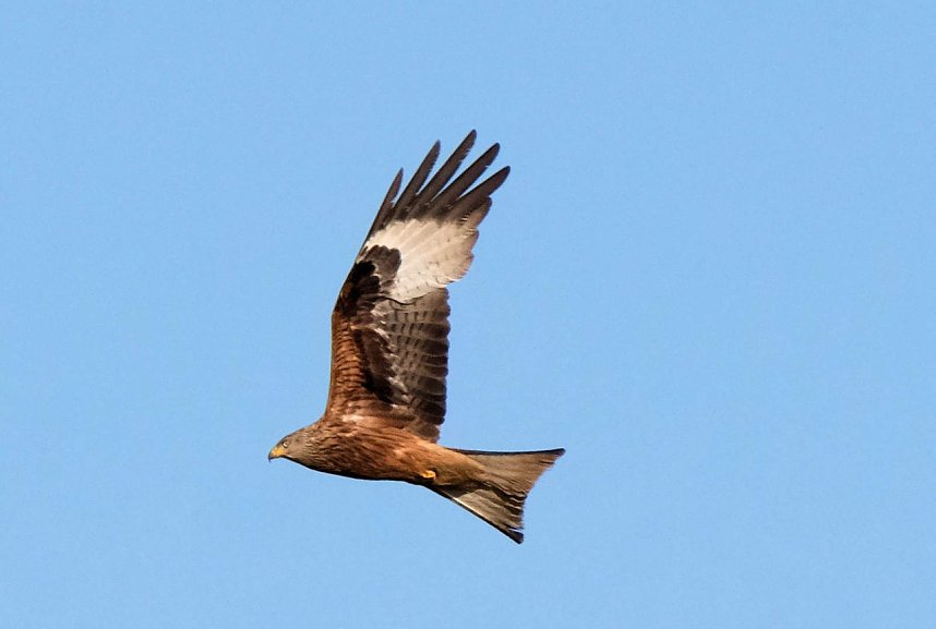 Peter Blei und die Wunder der Natur