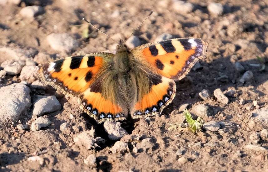 Peter Blei und die Wunder der Natur