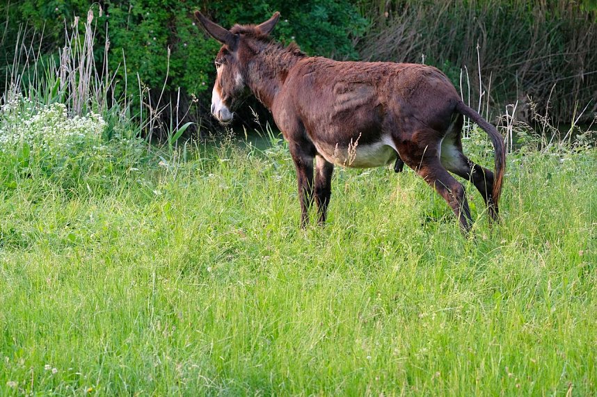 Abendstimmung am Rosenteich