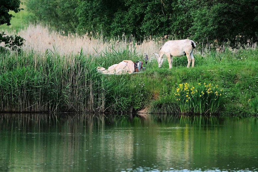 Abendstimmung am Rosenteich