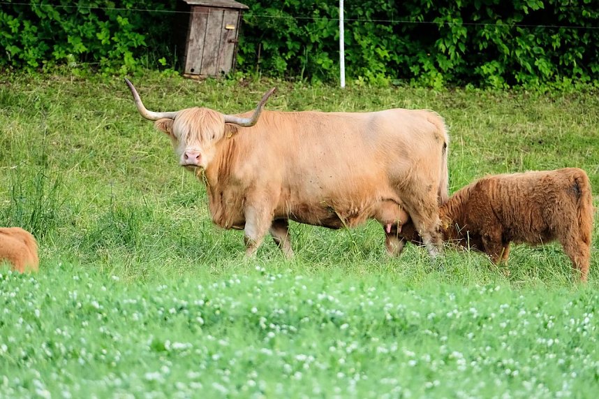 Abendstimmung am Rosenteich
