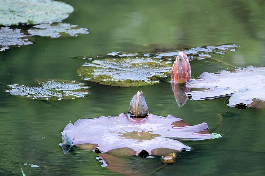 Abendstimmung am Rosenteich